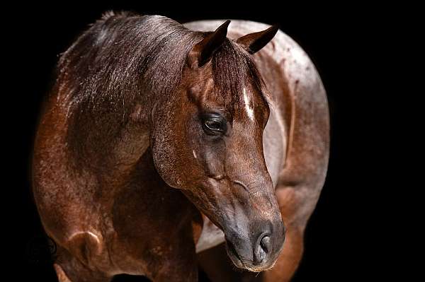 show-quarter-horse