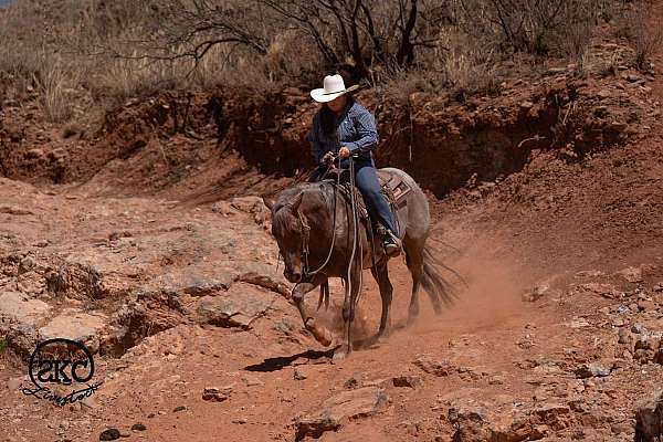 trail-quarter-horse