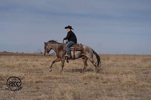 trail-riding-quarter-horse