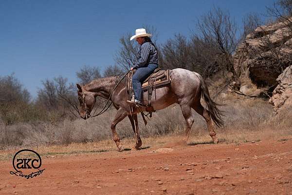western-riding-quarter-horse