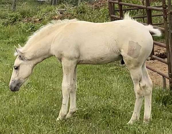 dunalino-blaze-four-whites-horse