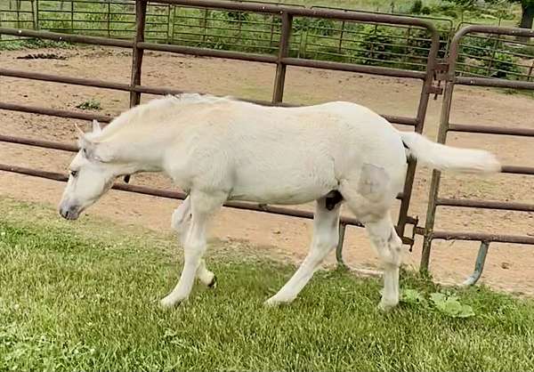 dunalino-draft-colt
