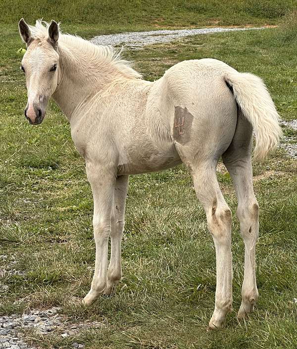 dunalino-draft-horse