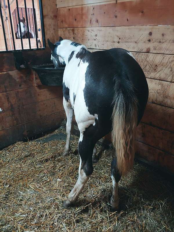 overo-apha-ptha-colt-yearling