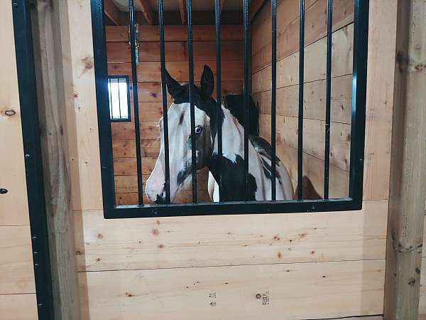 overo-colt-yearling-for-sale
