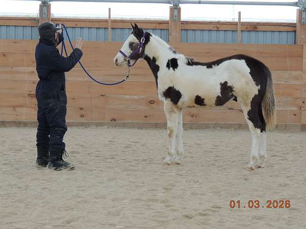 overo-colt-yearling