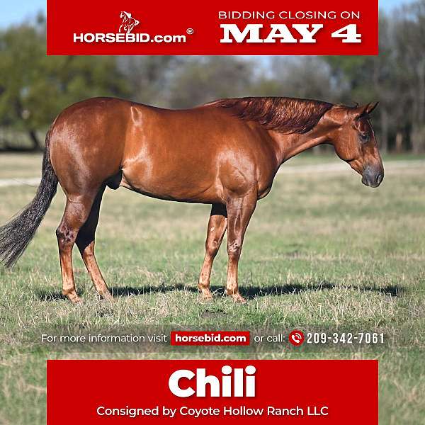 all-around-quarter-horse