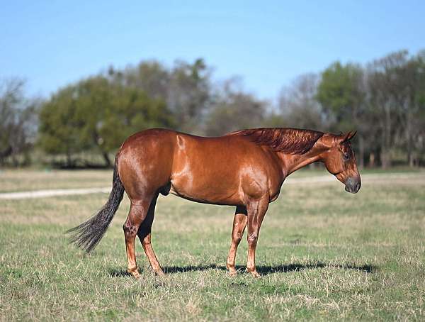 calf-roping-quarter-horse