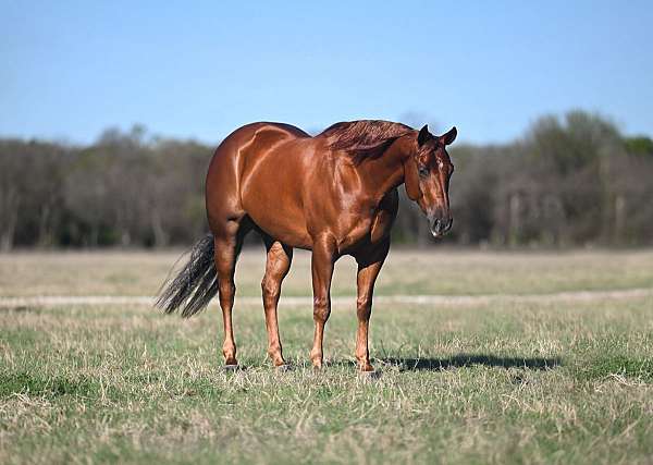 flashy-quarter-horse