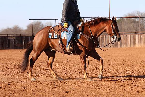 athletic-quarter-horse