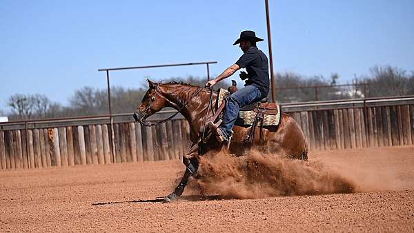 ranch-quarter-horse
