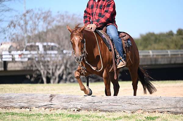 husband-safe-quarter-horse