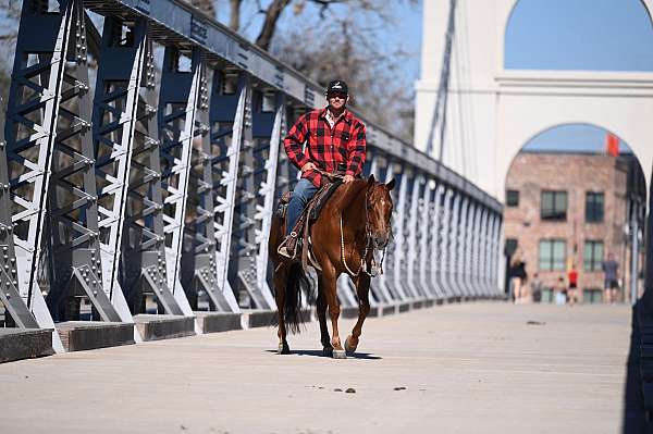 performance-quarter-horse