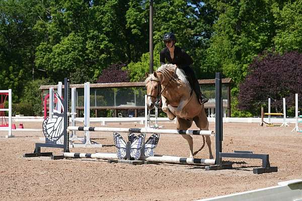 athletic-friesian-horse