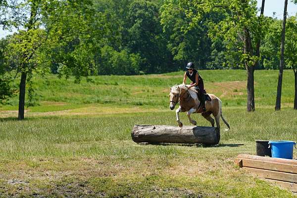 beginner-friesian-horse