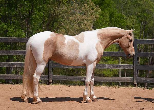 cross-friesian-horse