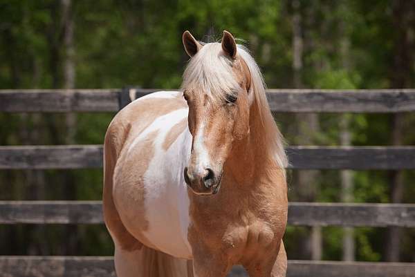 flashy-friesian-horse