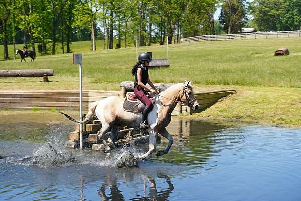 jumping-friesian-horse