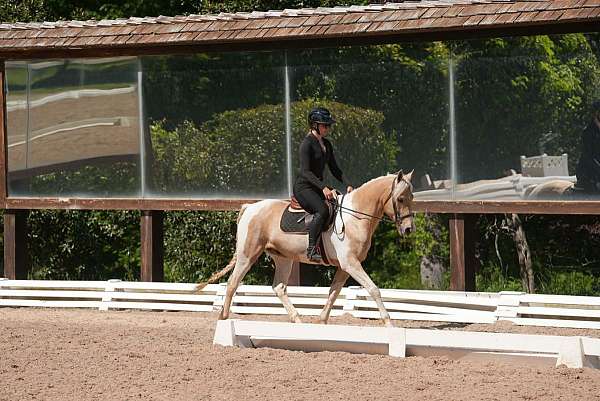 hunter-jumper-friesian-horse