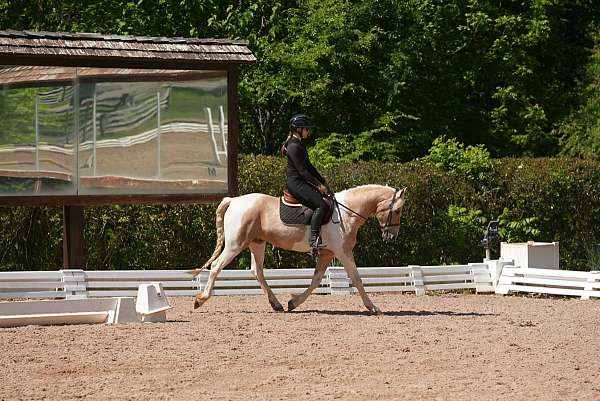 kid-safe-friesian-horse
