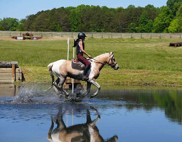ridden-western-friesian-horse