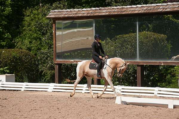 show-friesian-horse