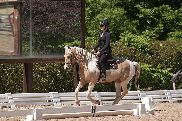 trail-friesian-horse