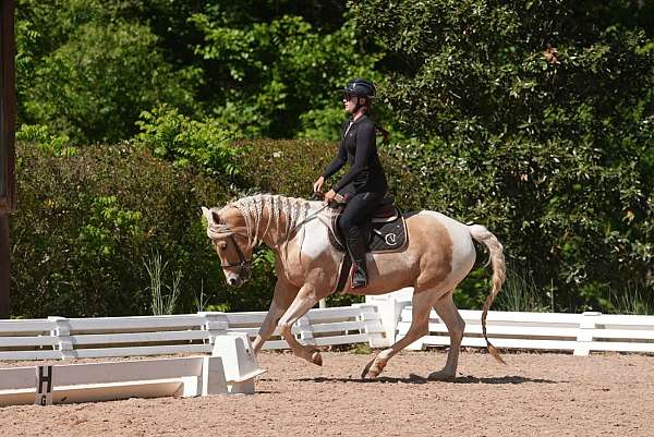 trail-riding-friesian-horse