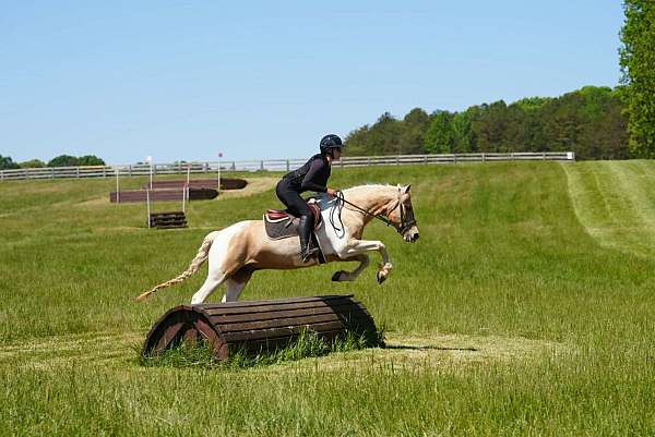 youth-friesian-horse