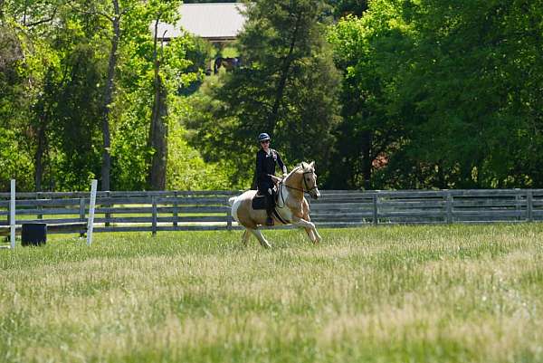 pinto-friesian-gelding