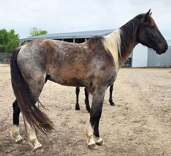 blue-roan-tobiano-horse