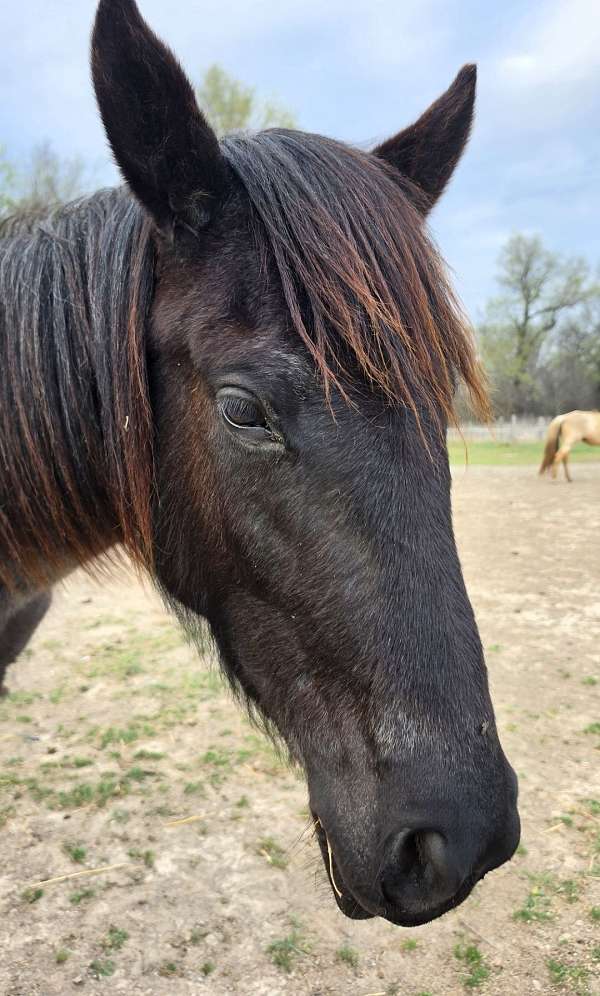 blue-roan-none-horse