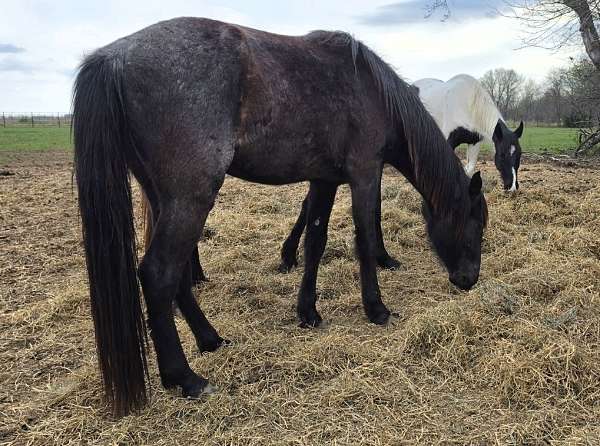 none-horse