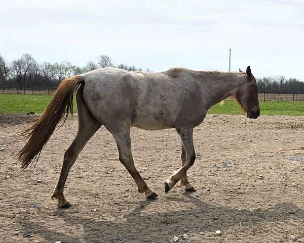 star-horse