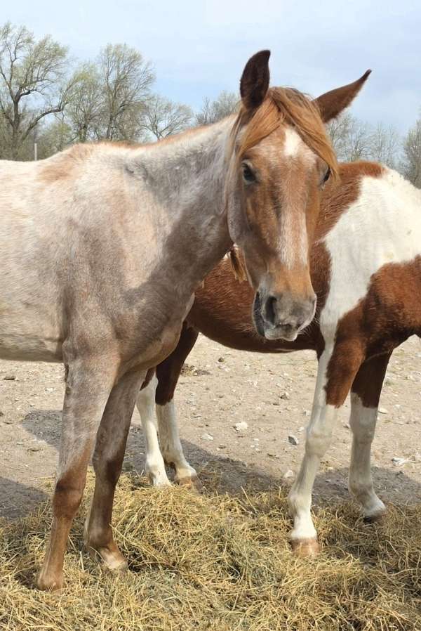 red-roan-star-horse