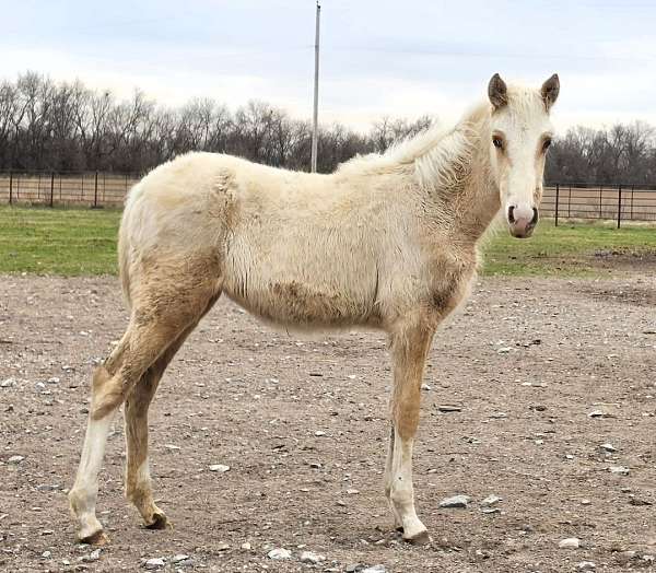 palomino-white-flashy-horse