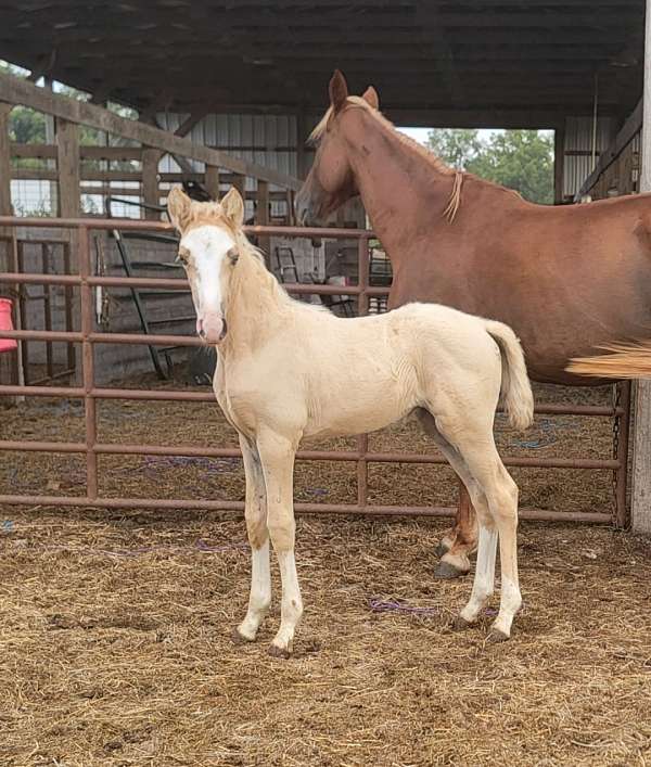 palomino-white-twhbea-horse