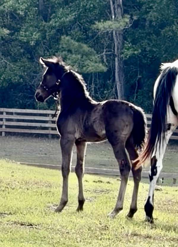 black-eventing-sport-horse