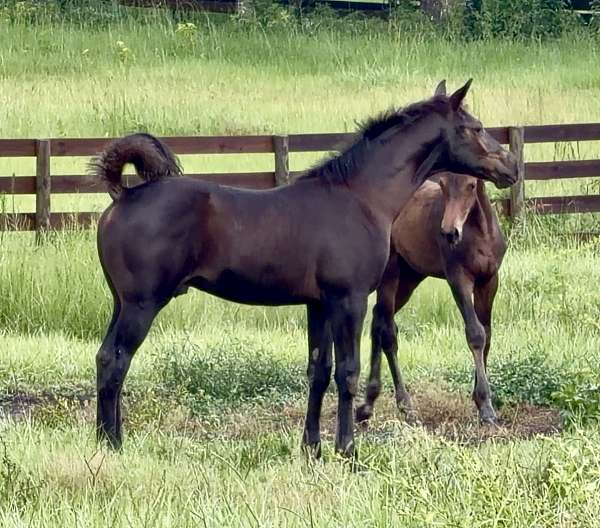 black-irish-draught-colt-mare