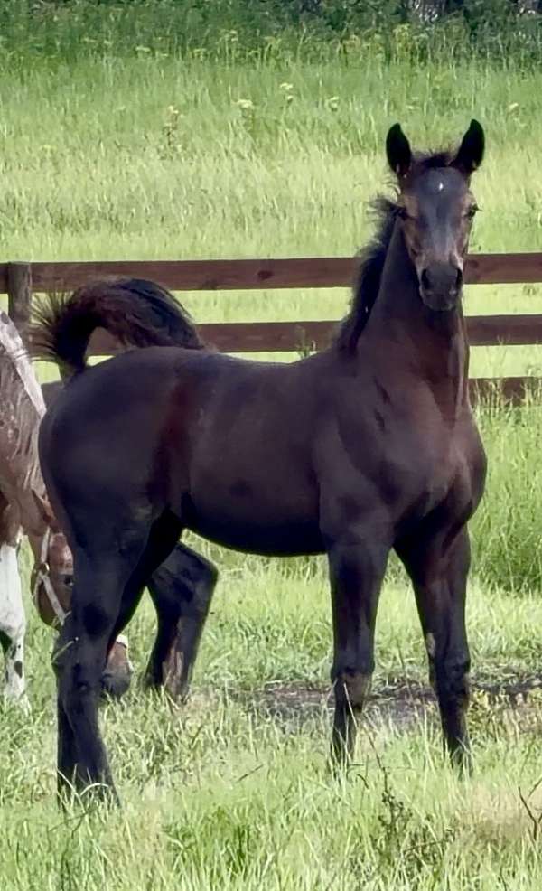 eventing-sport-irish-draught-horse