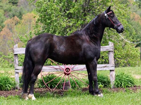 black-racking-mare