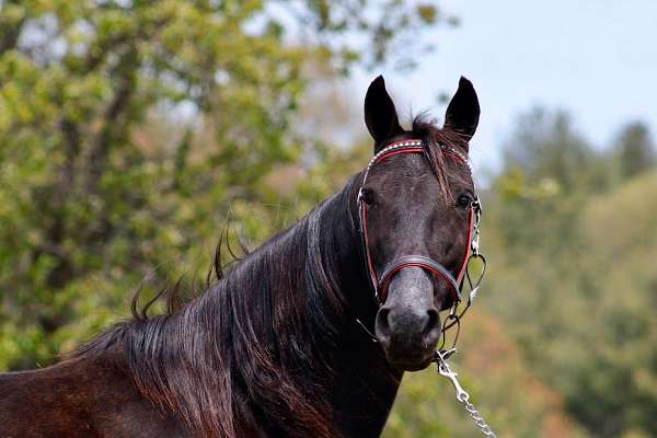 black-mare-for-sale