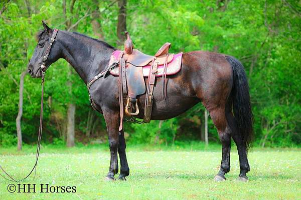 team-penn-morgan-horse