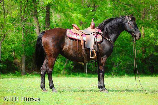 black-team-penn-horse