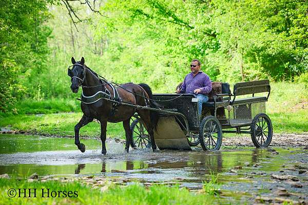 all-around-morgan-horse