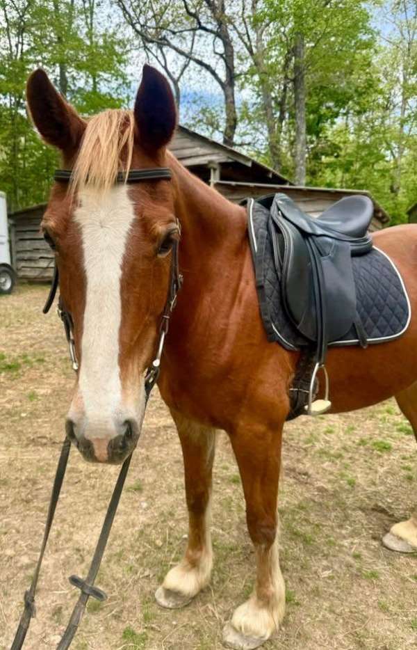 all-welsh-cob-horse