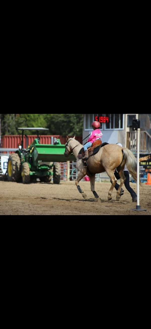 florida-palomino-horse