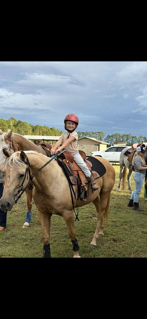 15hh-palomino-horse