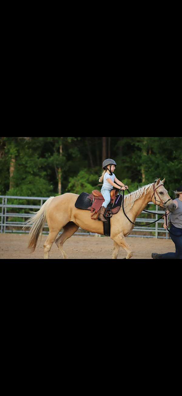 jacksonville-palomino-horse