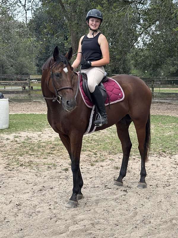 english-pleasure-thoroughbred-horse